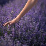 lavender, nature, flowers-3576129.jpg