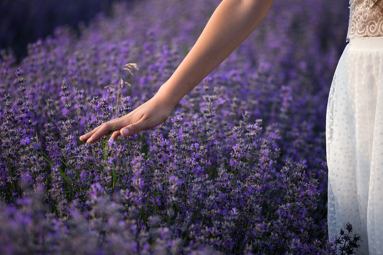 lavender, nature, flowers-3576129.jpg